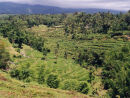 Ricefields Lombok